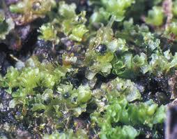 Attēlu rezultāti vaicājumam “Fossombronia foveolata”