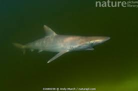 Image result for Rhizoprionodon terraenovae