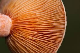 Attēlu rezultāti vaicājumam “Lactarius deterrimus”