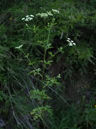 Attēlu rezultāti vaicājumam “Torilis japonica leaf”