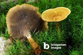 Attēlu rezultāti vaicājumam “Coltricia perennis”