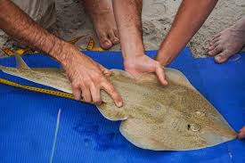 Image result for Acroteriobatus annulatus