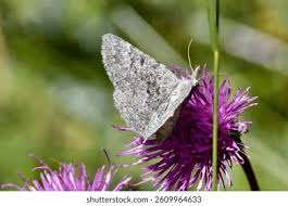 Attēlu rezultāti vaicājumam “Pyralididae”