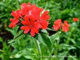 Attēlu rezultāti vaicājumam “Silene chalcedonica fruit”