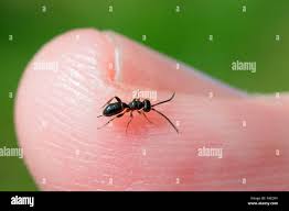 Attēlu rezultāti vaicājumam “Cynipidae”