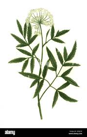 Attēlu rezultāti vaicājumam “Angelica palustris flower”