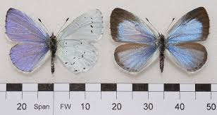 Attēlu rezultāti vaicājumam “Celastrina argiolus underside”