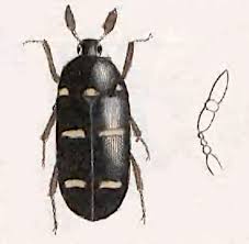 Attēlu rezultāti vaicājumam “Megatoma undata”