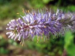 Attēlu rezultāti vaicājumam “Symphytum asperum leaf”