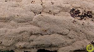 Attēlu rezultāti vaicājumam “Merismodes anomala”