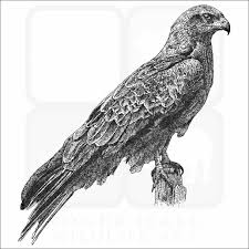 Image result for Falcons Black