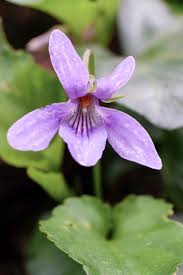 Attēlu rezultāti vaicājumam “Viola reichenbachiana flower”