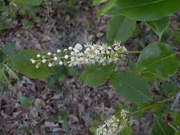 Attēlu rezultāti vaicājumam “Prunus serotina flower”