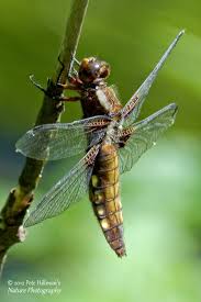 Attēlu rezultāti vaicājumam “Libellula depressa female”
