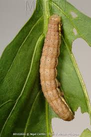 Attēlu rezultāti vaicājumam “Lacanobia oleracea”