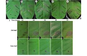Attēlu rezultāti vaicājumam “Nicotiana tabacum leaf”