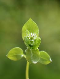 Attēlu rezultāti vaicājumam “Stellaria media bud”