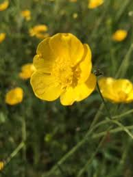 Attēlu rezultāti vaicājumam “Ranunculus acris flower”
