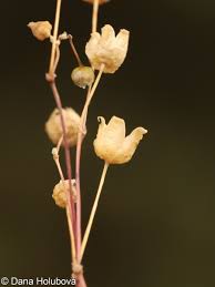 Attēlu rezultāti vaicājumam “Spergula morisonii”