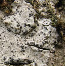 Attēlu rezultāti vaicājumam “Acrocordia gemmata”