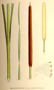 Attēlu rezultāti vaicājumam “Typha angustifolia  leaf”