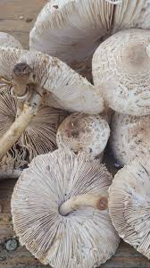 Attēlu rezultāti vaicājumam “Macrolepiota rhacodes”