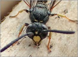 Attēlu rezultāti vaicājumam “Symmorphus sp.”