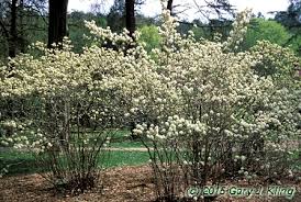 Attēlu rezultāti vaicājumam “Fothergilla major”