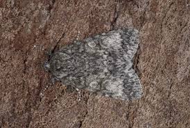 Attēlu rezultāti vaicājumam “Acronicta megacephala”