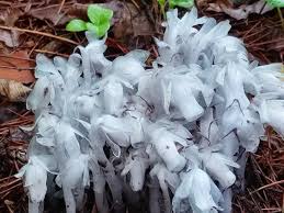 Image result for ギンリョウソウ