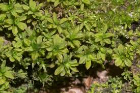 Attēlu rezultāti vaicājumam “Syntrichia latifolia”