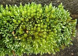 Attēlu rezultāti vaicājumam “Bryum”