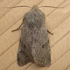 Attēlu rezultāti vaicājumam “Orthosia sp.”
