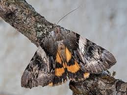 Attēlu rezultāti vaicājumam “Catocala fulminea”