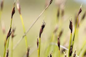 Attēlu rezultāti vaicājumam “Schoenus ferrugineus”