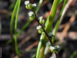 Attēlu rezultāti vaicājumam “Triglochin palustre flower”