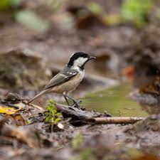 Attēlu rezultāti vaicājumam “Periparus ater”