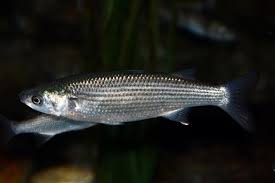 Image result for Chelon saliens