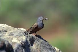 Image result for Emberiza caesia