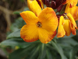 Image result for Cheiranthus cheiri