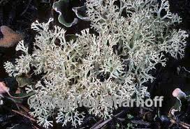 Attēlu rezultāti vaicājumam “Cladonia mitis”