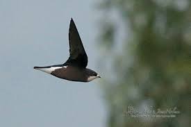 Image result for Hirundapus caudacutus