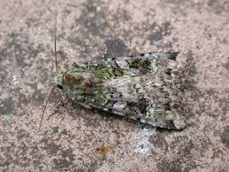 Attēlu rezultāti vaicājumam “Anaplectoides prasina”