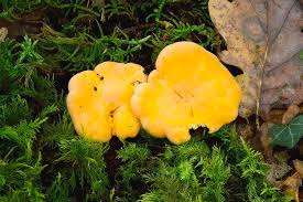 Attēlu rezultāti vaicājumam “Cantharellus cibarius”