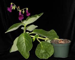 Image result for Sinningia