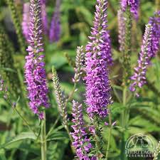 Attēlu rezultāti vaicājumam “Veronica longifolia bud”