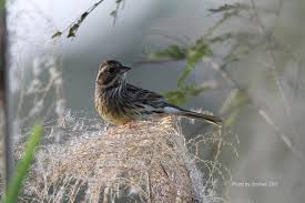 Image result for Emberiza spodocephala