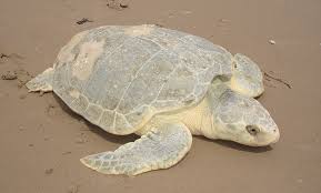 Image result for Lepidochelys kempii