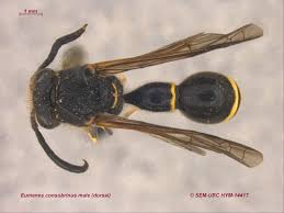 Attēlu rezultāti vaicājumam “Eumenes sp.”