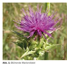 Attēlu rezultāti vaicājumam “Silybum marianum”